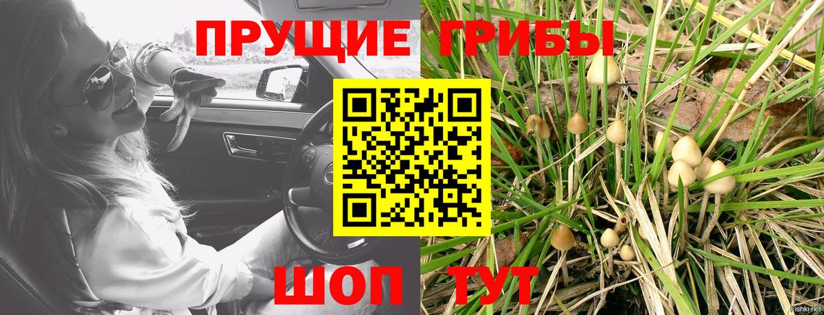 Псилоцибиновые грибы Psilocybe Грязи